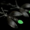 ujo_rocks_buzz_lightbutt_ville_valopylly_firefly_earrings_sterling_silver_glow_in_the_dark_frosted_nighttime_front